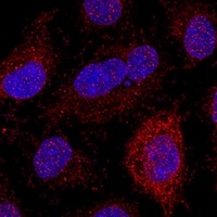 Ribosomal Protein L21 Rabbit Polyclonal Antibody