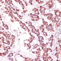Anti-RPL24 Antibody