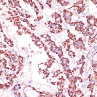 RPL24 antibody