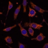 Anti-RPL24 Antibody