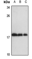 RPL27 Antibody