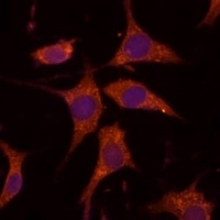 Anti-RPL27 Antibody