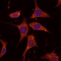 RPL27 antibody