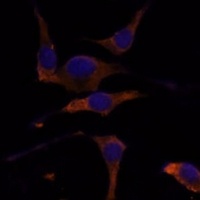 Anti-RPL7A Antibody