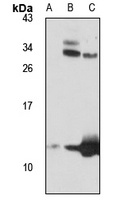 RPS27L Antibody