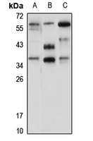 RRAGA Antibody