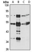 NNP1 Rabbit Polyclonal Antibody