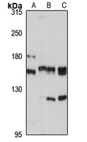 RRP12 Rabbit Polyclonal Antibody