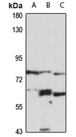 LGR7 Antibody