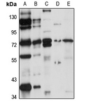 GPR106 Rabbit Polyclonal Antibody
