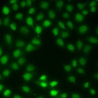 Anti-SALL4 Antibody