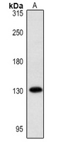 SAP130 Rabbit Polyclonal Antibody