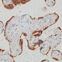 SerRSmt antibody