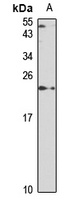 SAT1 Antibody