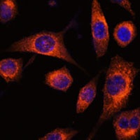 SCAMP2 Antibody