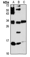 SCGB3A2 Antibody