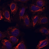 SCGB3A2 antibody