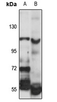SEC16B Antibody