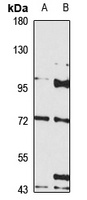 CD108 Rabbit Polyclonal Antibody