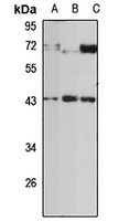 Serpin B8 Rabbit Polyclonal Antibody