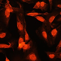Anti-Shugoshin 1 Antibody
