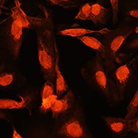 Shugoshin 1 antibody