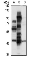 Endophilin-B1 Antibody