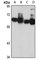 Sur-8 Rabbit Polyclonal Antibody