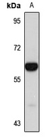 SIAE Antibody
