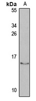 CD27BP Antibody