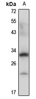 SIX2 Antibody