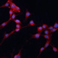 SLC25A38 Antibody