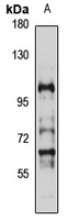 SLC26A6 Antibody