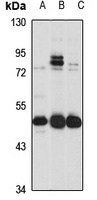 SLC30A6 Antibody