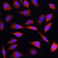 SLC39A8 antibody
