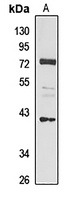 SLC44A3 Antibody