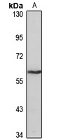 SLC47A1 Antibody