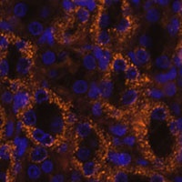 SLC7A9 antibody