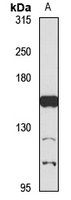 SLIT1 Antibody