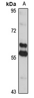 SMAD2/3 Antibody