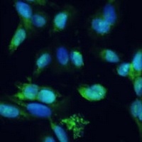 SMAD2/3 Antibody