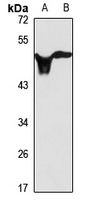 N-SMase Rabbit Polyclonal Antibody
