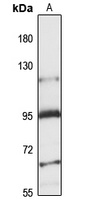 N-SMase3 Rabbit Polyclonal Antibody