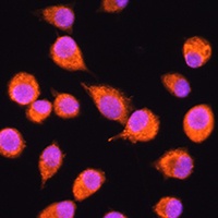N-SMase3 antibody