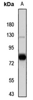 Smurf1 Antibody