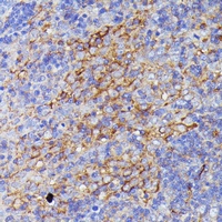 SNAP23 antibody