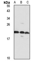 SNRPN Rabbit Polyclonal Antibody