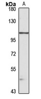 SNX13 Rabbit Polyclonal Antibody