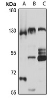 SNX19 Rabbit Polyclonal Antibody