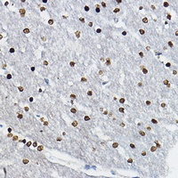 Anti-SOX10 Antibody